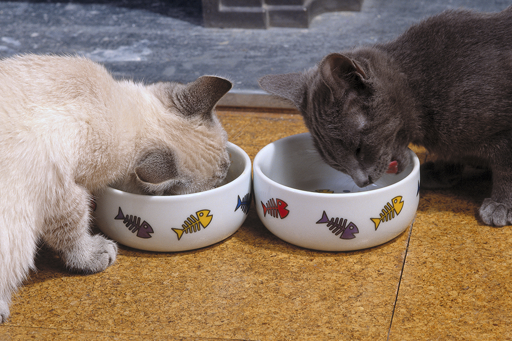Frag eine Tierärztin – Thema Diabetes mellitus bei Hund und Katze