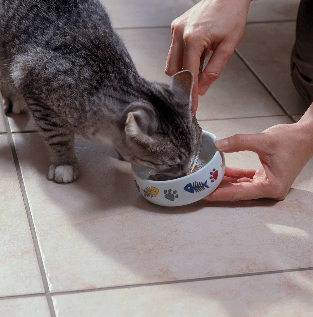 Was dürfen Katzen nicht essen?