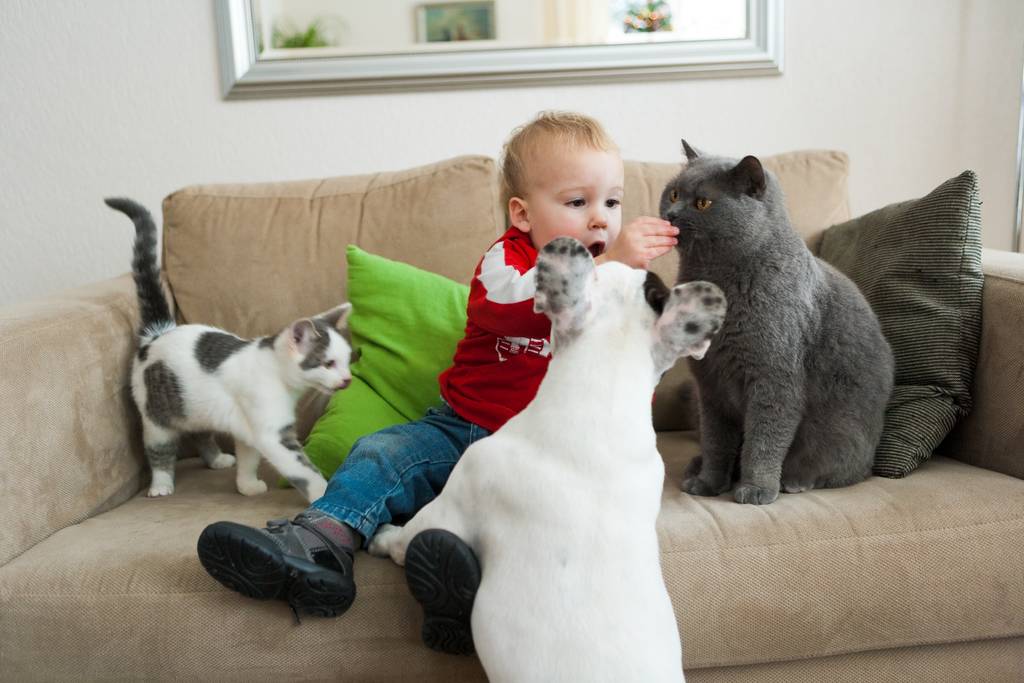 Katzenverhalten bei menschlichem Nachwuchs