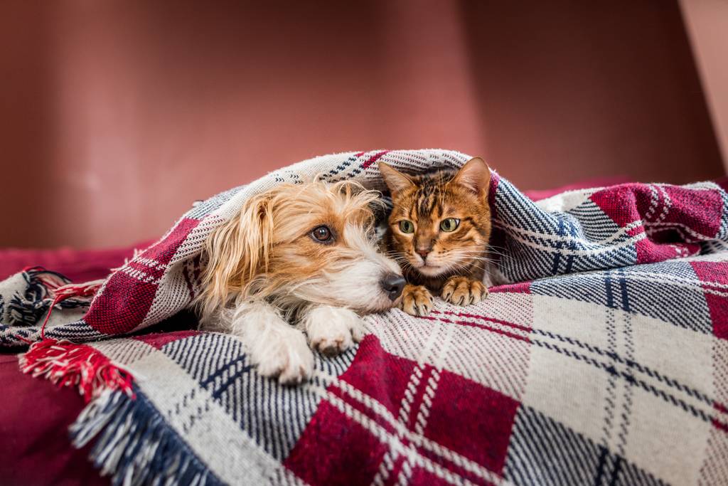 Chlamydien bei Katzen MyPet