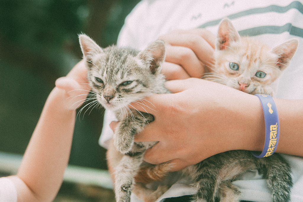 Wie alt werden Katzen?