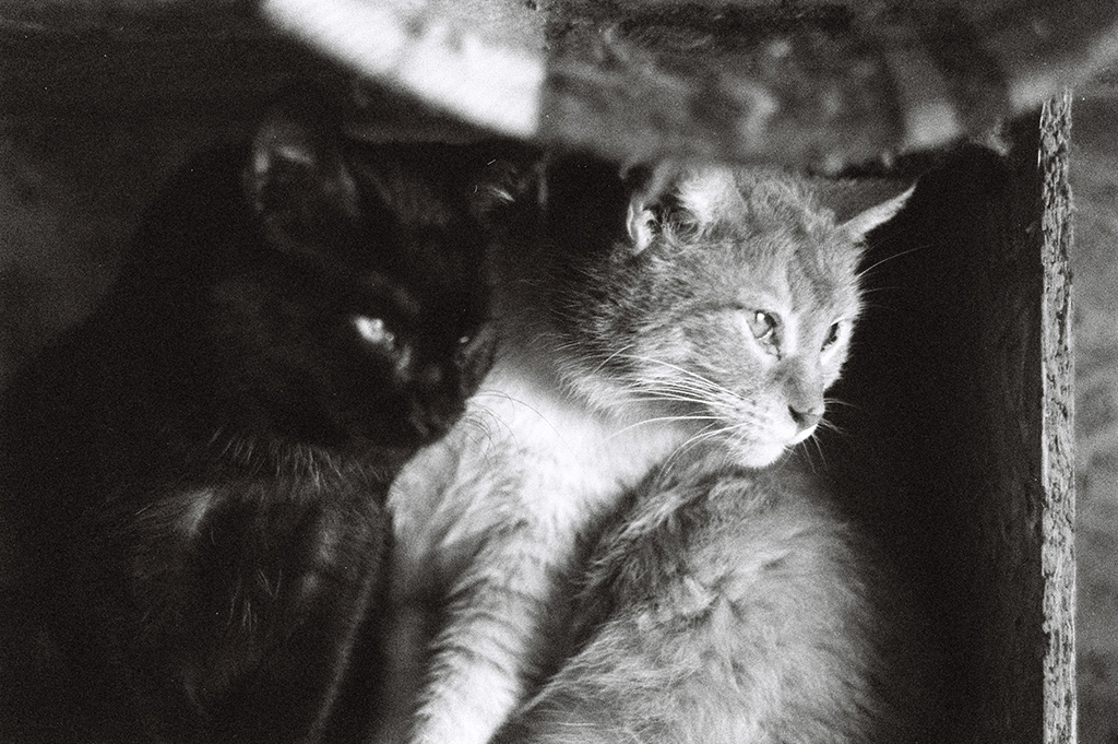 Chlamydien bei Katzen MyPet