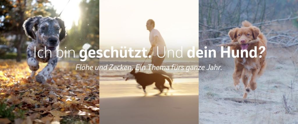 Flöhe und Zecken. Ein Thema fürs ganze Jahr.