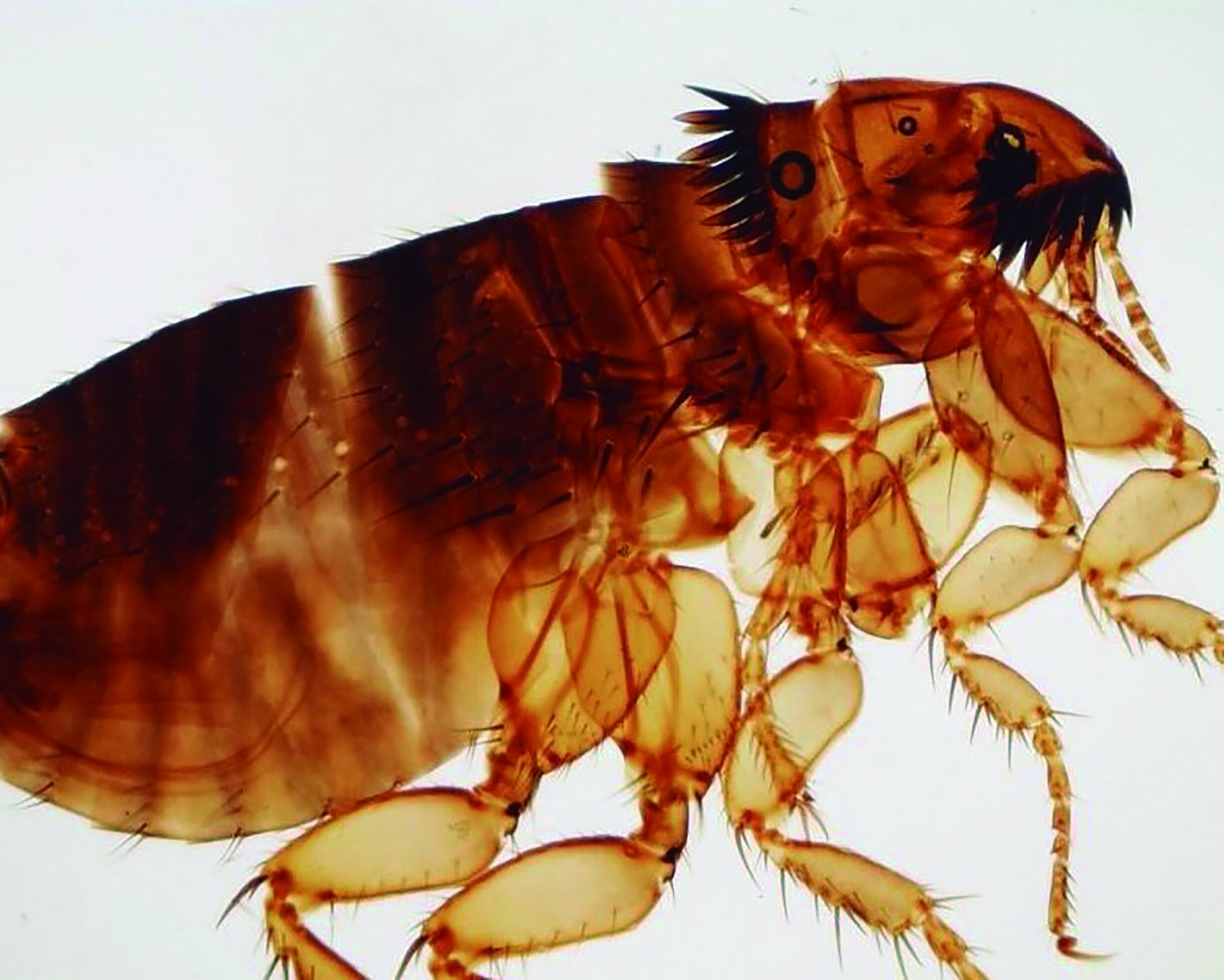 Chlamydien bei Katzen MyPet