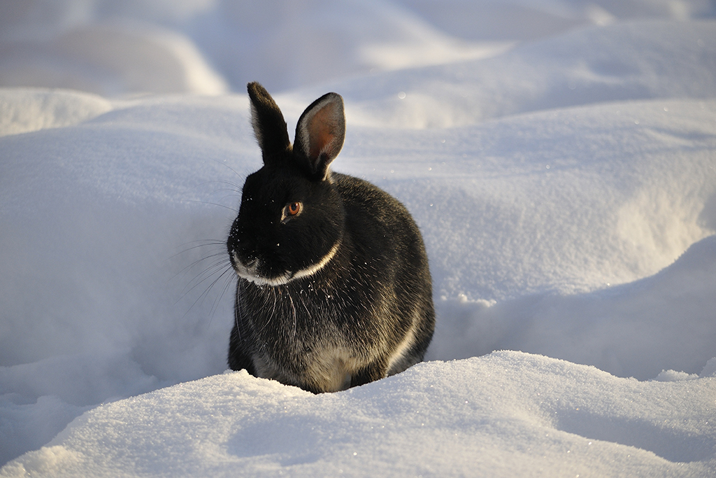 Fünf Fakten zum Überwintern von Kaninchen