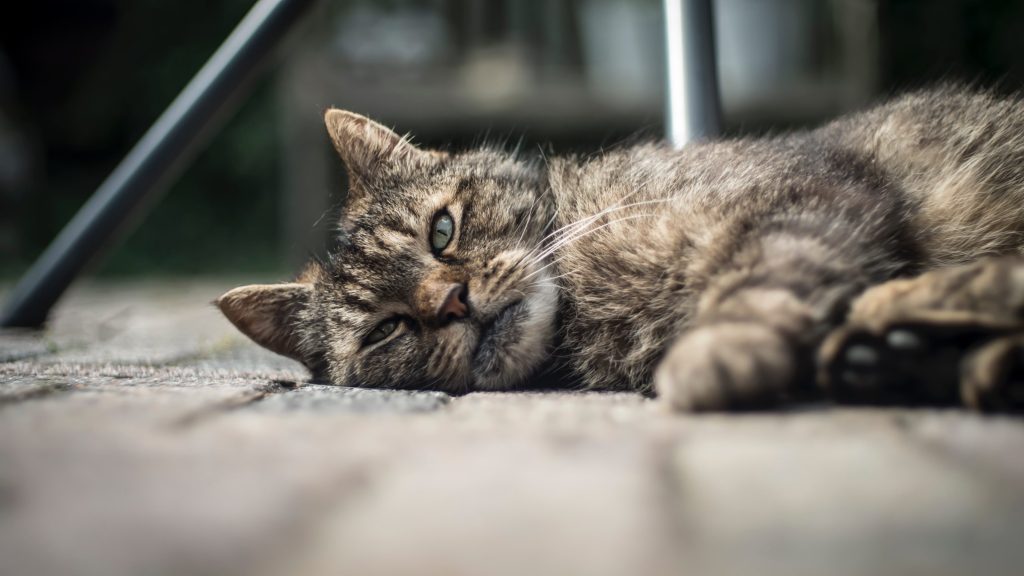 Katze im Boden