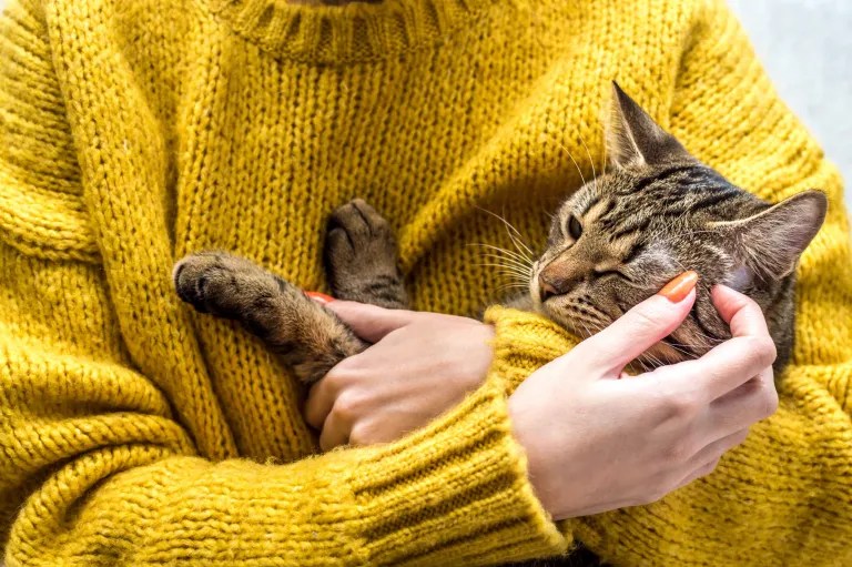 Porträt einer Katze in den Händen des Besitzers. Zecken bei Katzen