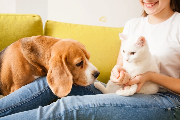 Beagle und Katze mit Haustierbesitzer