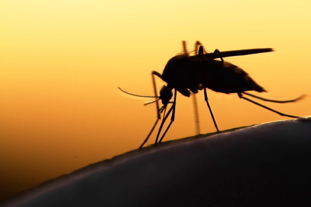Mücken sind überall auf der Welt ein Ärgernis, insbesondere in warmen, feuchten Umgebungen wie Seen und Sümpfen.