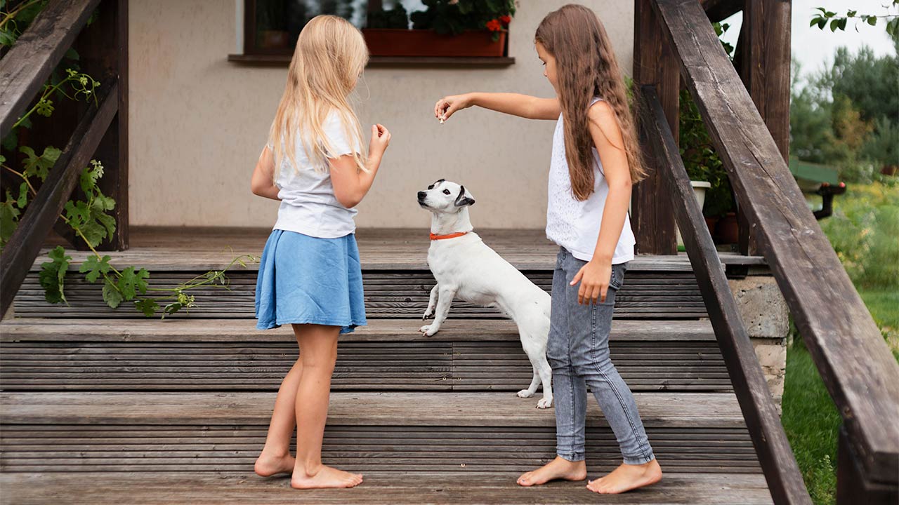 Training: Tricks und Kommandos