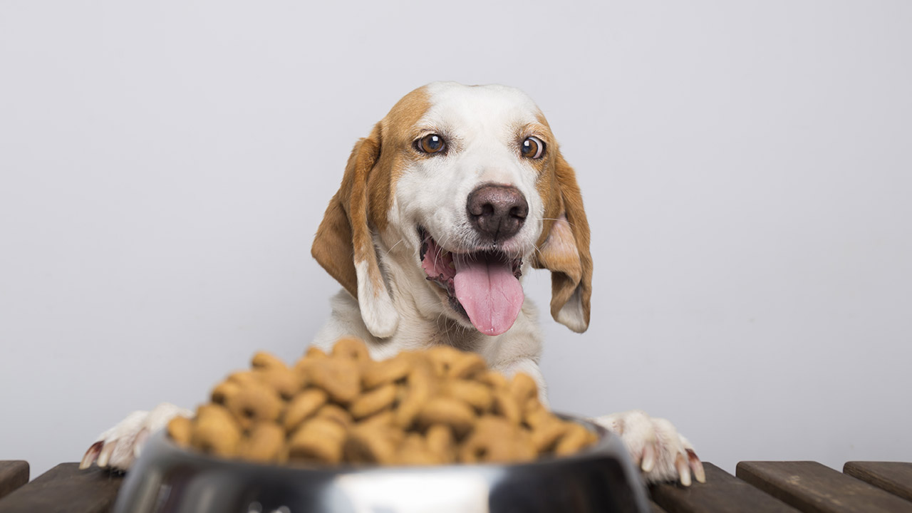 Füttere dein Haustier richtig: Tipps zur Haustierernährung