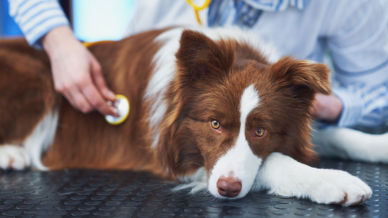 Haustiergesundheitsprobleme - Wie man die beste Fürsorge für Haustiere übernimmt
