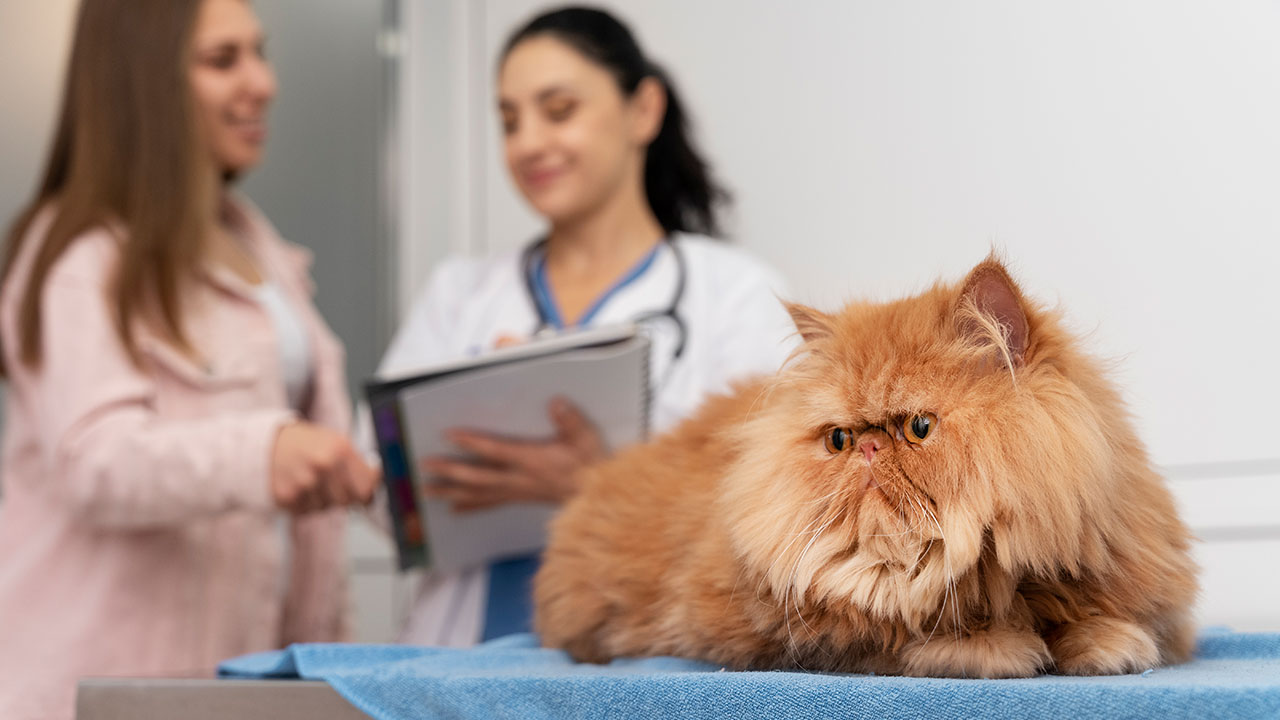 Tierarztbesuche für dein Haustier