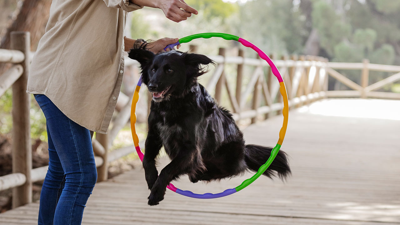 Erfahre mehr über Unternehmungen und Übungen für dein Haustier