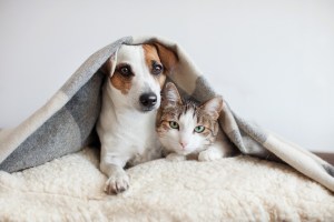 Entdecke die besten Lösungen für dein Haustier