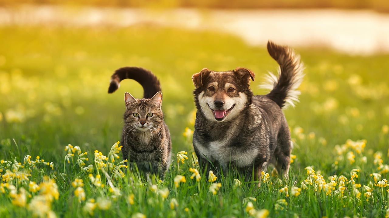 Chlamydien bei Katzen MyPet