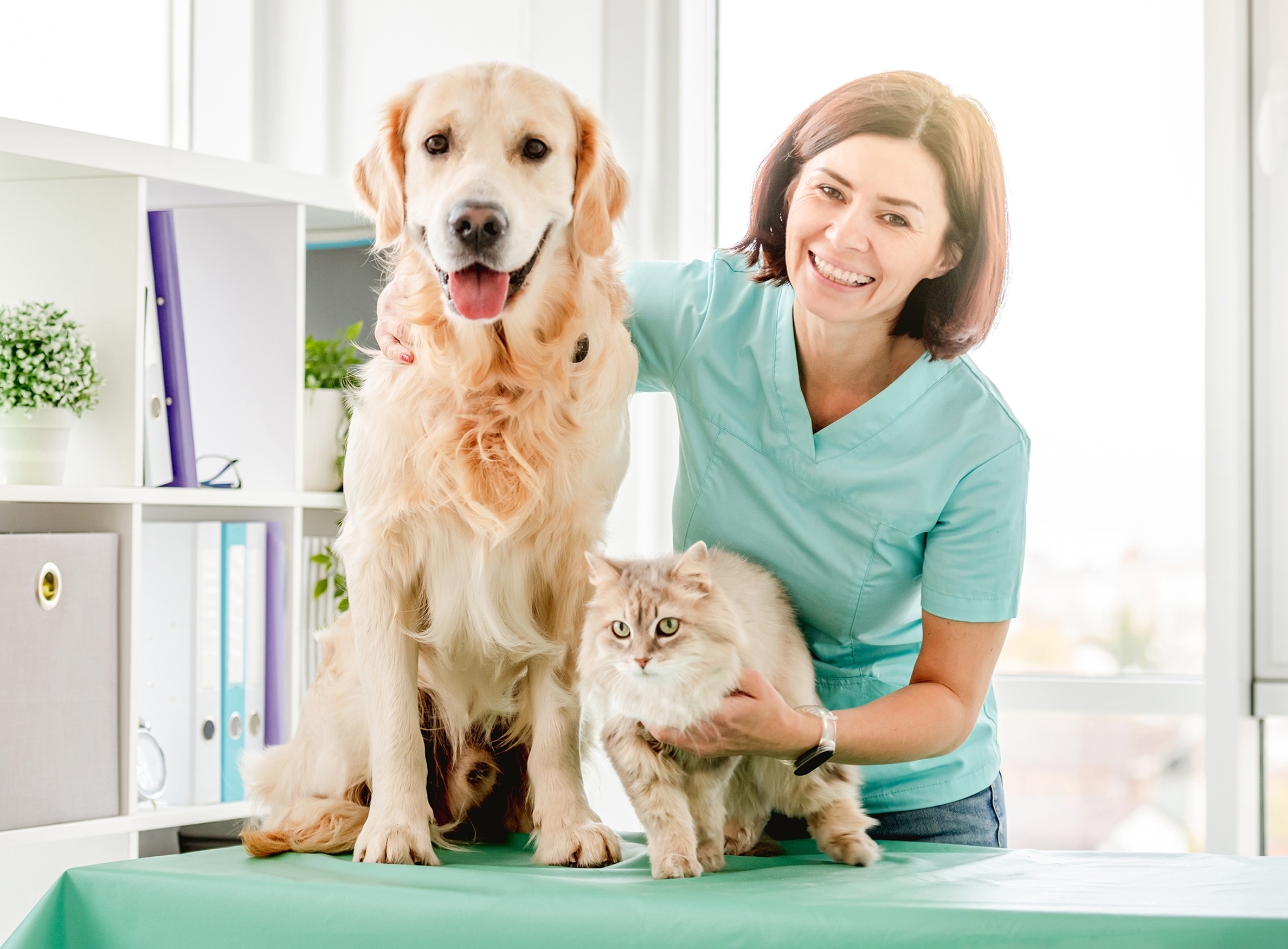 Lächelnde Tierärztin mit Golden Retriever und flauschiger Katze