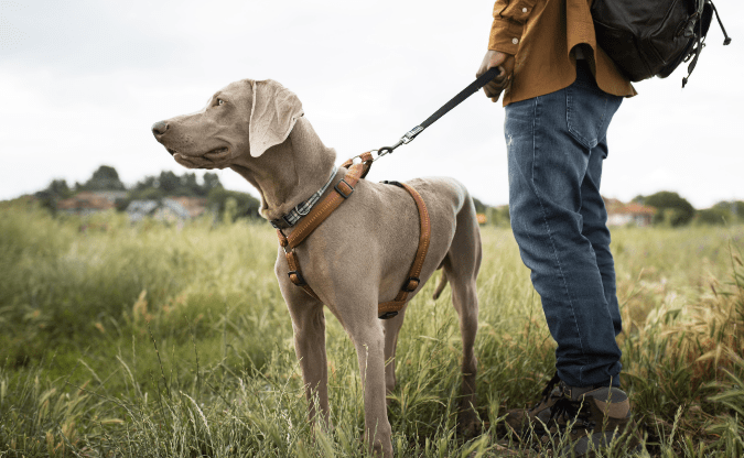 Zecken beim Hund